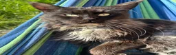 Maine Coon cats for sale: Gorgeous XL Russian line Maine Coon Kittens - Advert 13