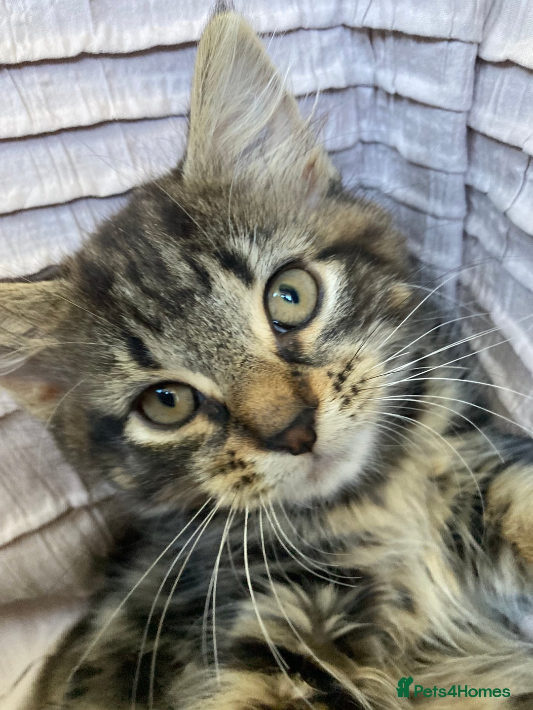 Mixed Breed cats for sale: 2 x 11 week old Female Kittens must go together!  - Image 26