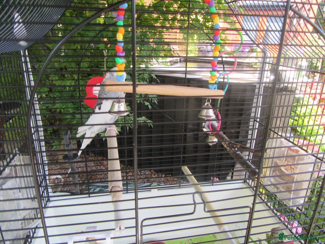 Budgerigars birds for sale: BEAUTIFUL EXHIBITION BUDGIE WITH CAGE - Advert 9