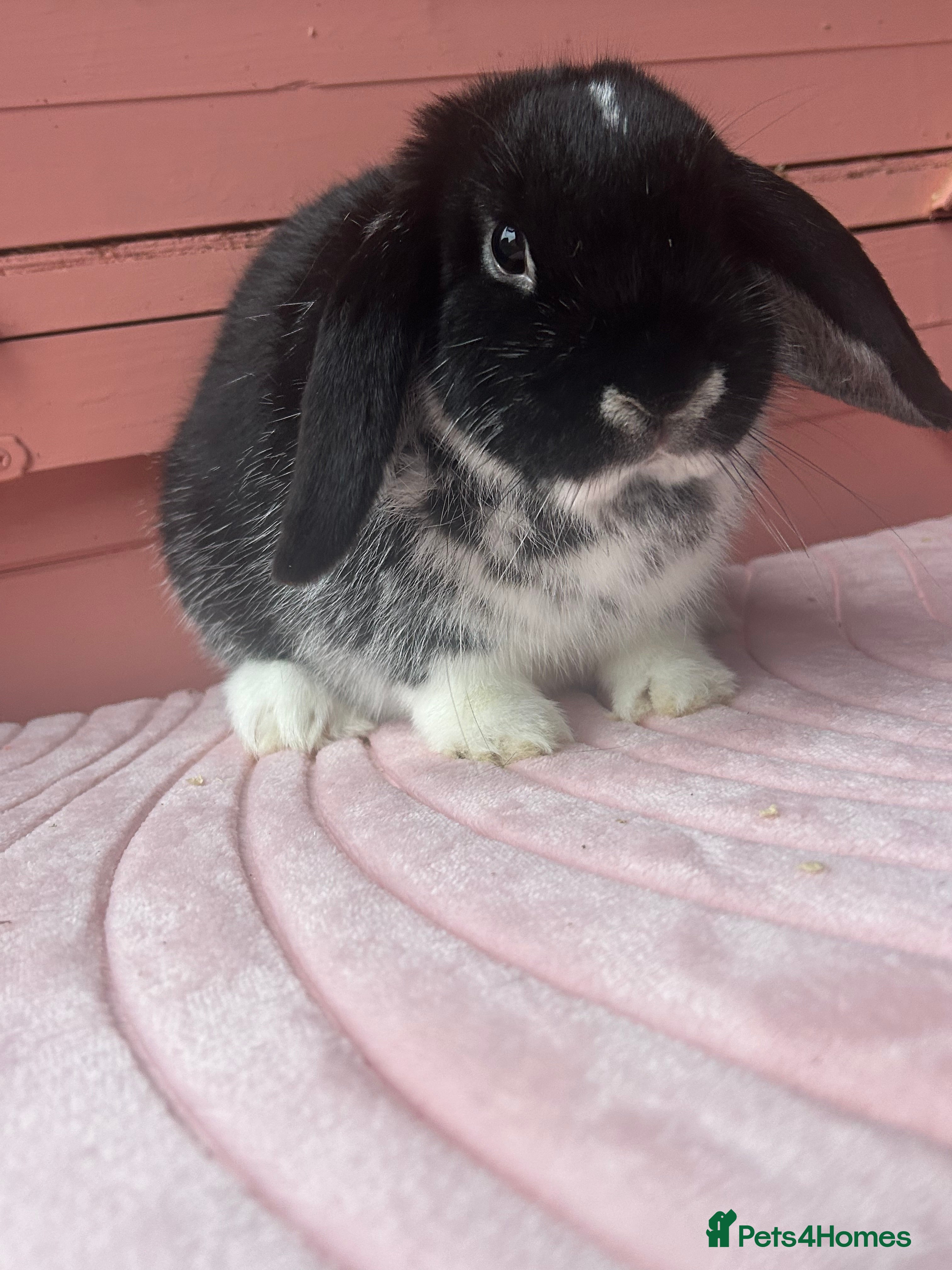 Mini Lop rabbits Young Mini lop doe  - Advert 15
