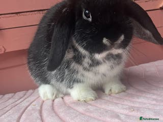 Mini Lop rabbits Young Mini lop doe - Advert 15