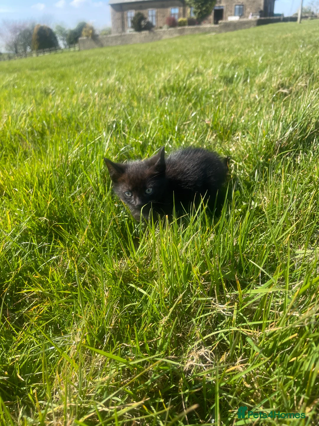 Mixed Breed cats for sale: Beautiful friendly Kittens  - Advert 6