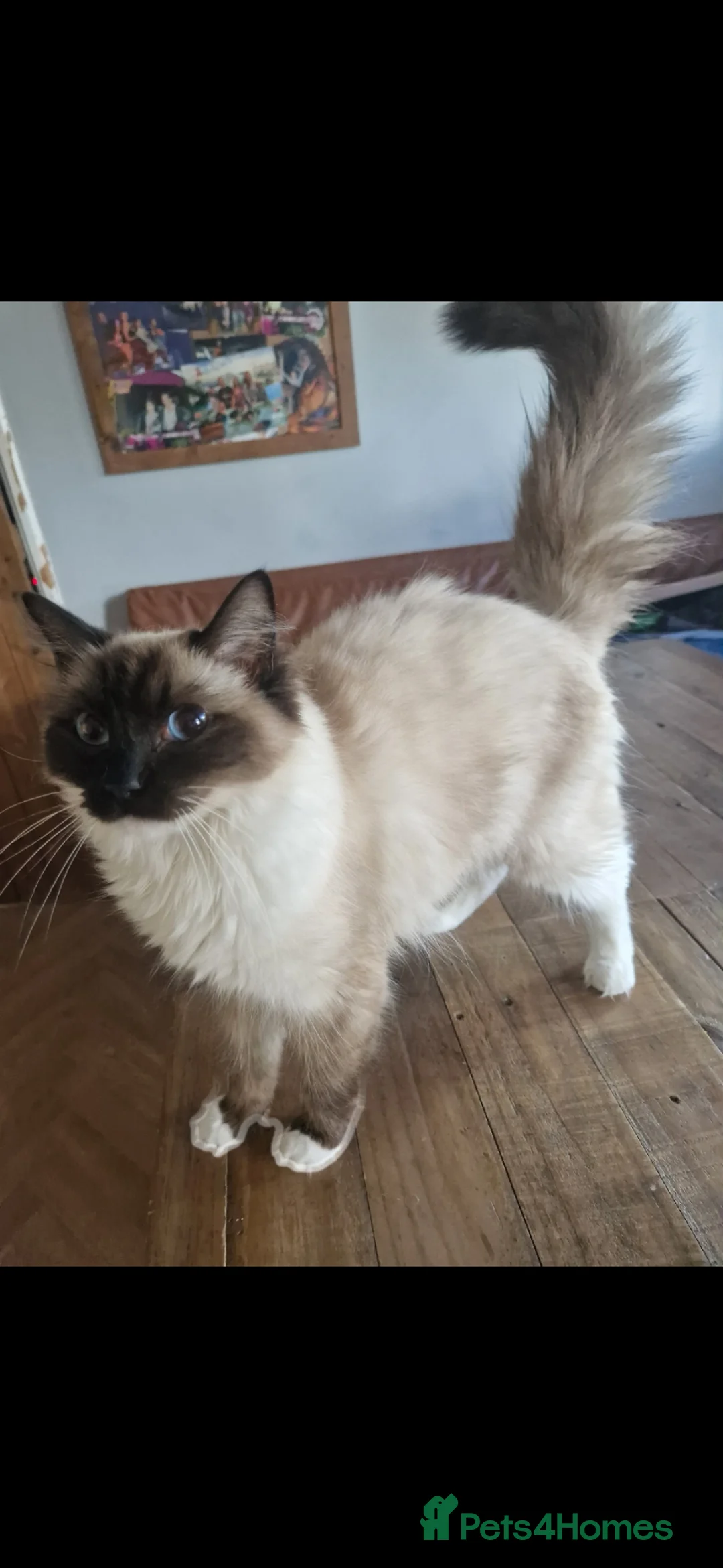 Ragdoll cats for sale: GCCF ACTIVE Female chocolate point Ragdoll - Advert 2