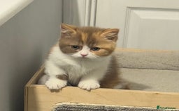 British Shorthair cats for sale: Kittens available to reserve  - Image 2