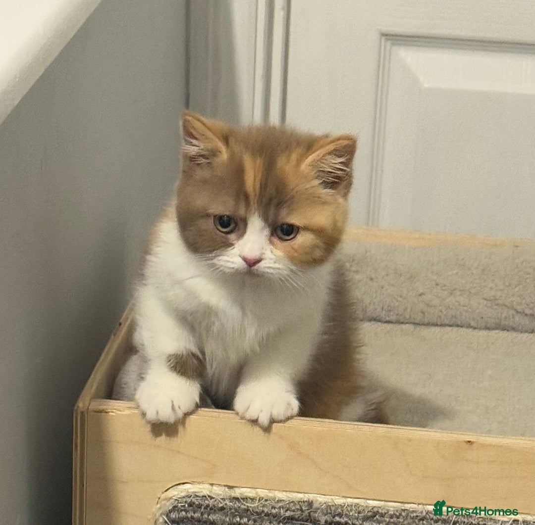 British Shorthair cats for sale: Kittens available to reserve  - Image 2