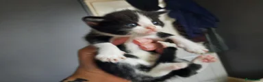 Domestic Shorthair 3