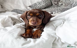 Mixed Breed dogs for stud: Meet Wilbur – Our 1/1 Cocker Spaniel x Dachshund - Image 17