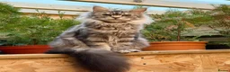 Maine Coon cats for sale: 🐾 BEAUTIFUL MAINE COON KITTENS FOR SALE 🐾 in Margate - Advert 3