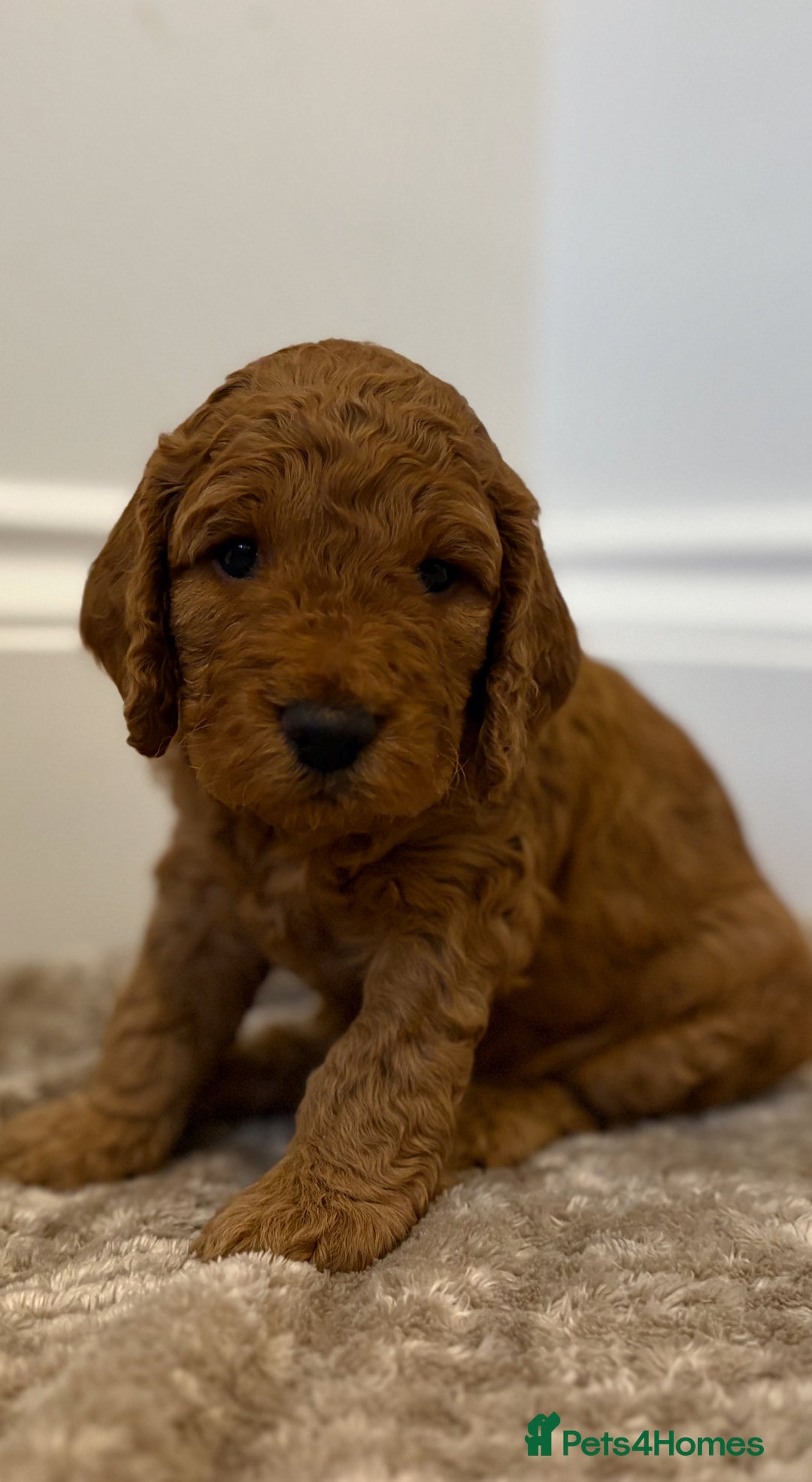 Cockapoo dogs for sale: 2 Red/Brown cockapoo puppies  - Image 6