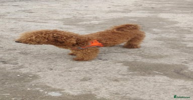 Toy Poodle dogs - Advert 11