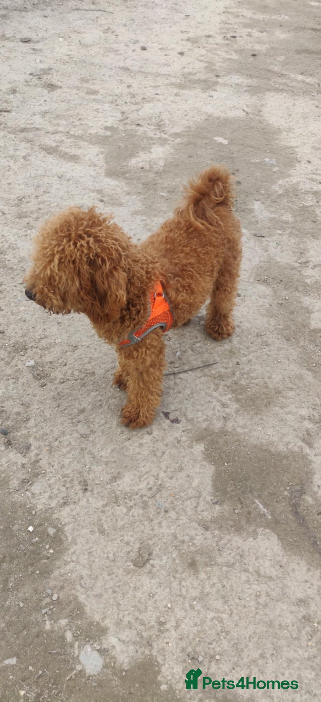 Toy Poodle dogs for sale: Red Toy poodle 7month Kc - Image 2