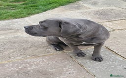 Cane Corso dogs for sale: Dutchess blue cane corso  - Image 7