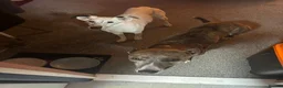 Lurcher dogs for adoption: Gorgeous lurcher seeking his forever home  - Advert 1
