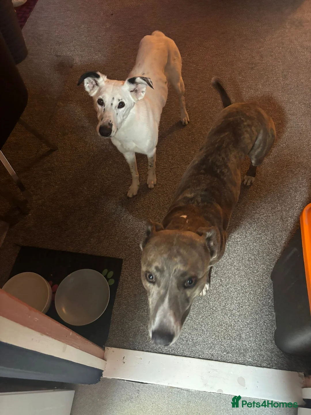 Lurcher dogs for adoption: Gorgeous lurcher seeking his forever home  - Advert 1