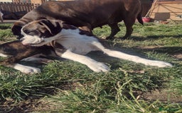 Boxer dogs for sale: 1 boy and 1 girl boxer available - Image 2