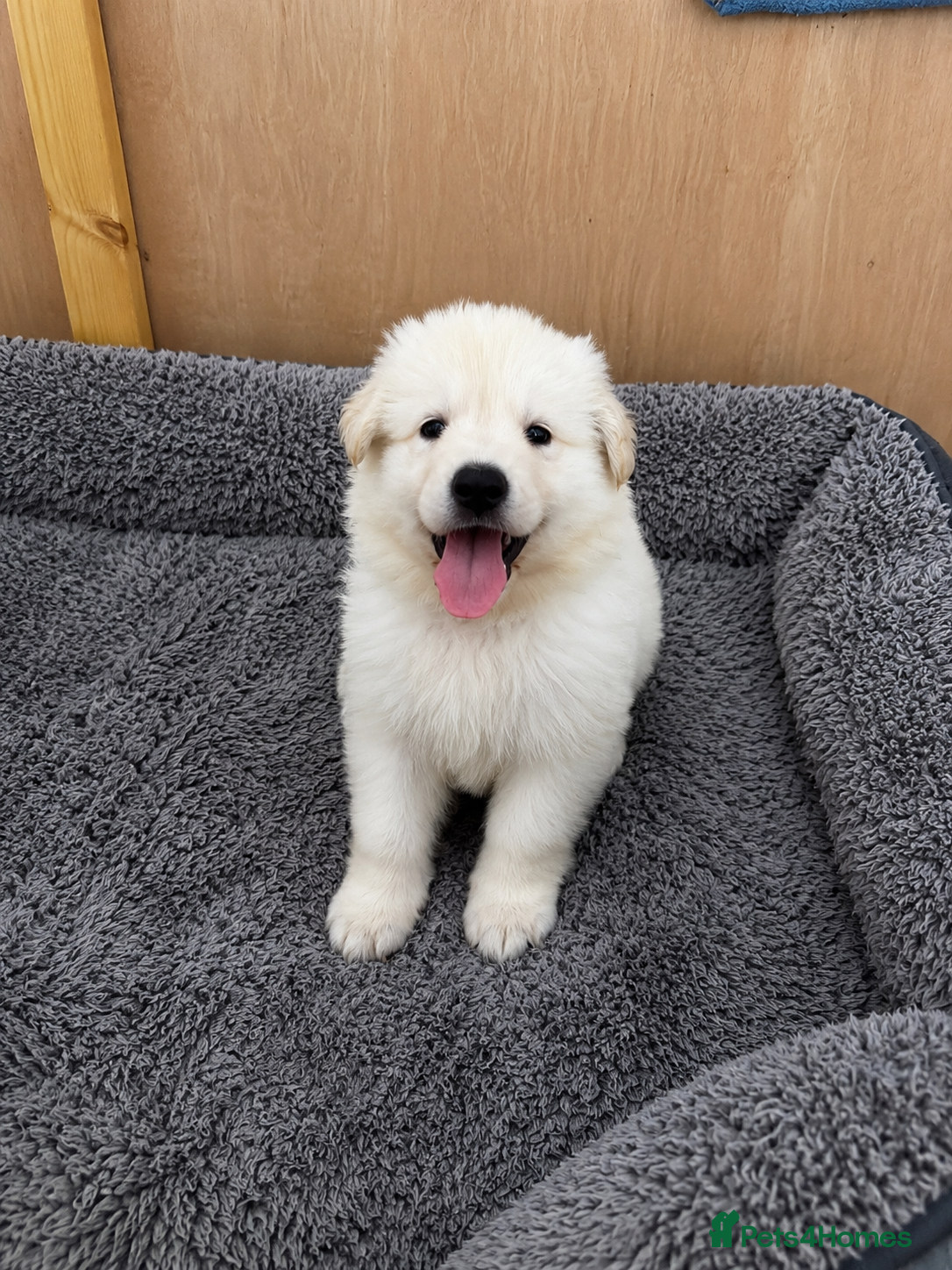 White Swiss Shepherd dogs Swiss white shepherds puppies  - Advert 2