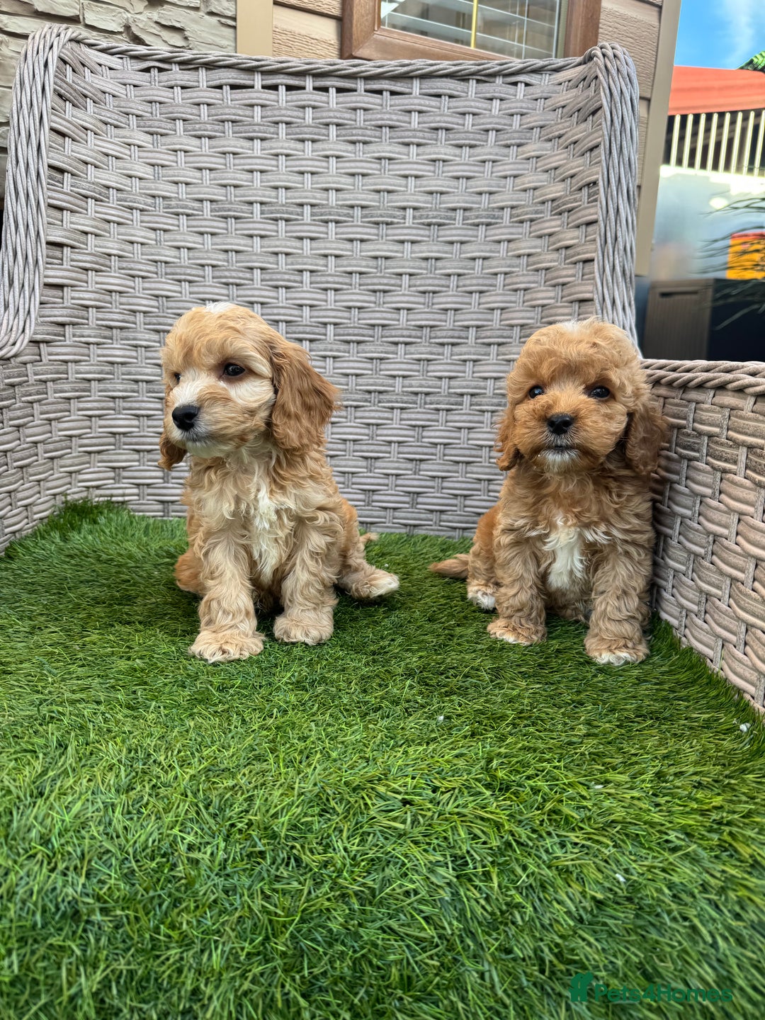 Cockapoo dogs for sale: F1 pra clear Cockapoos  - Advert 20