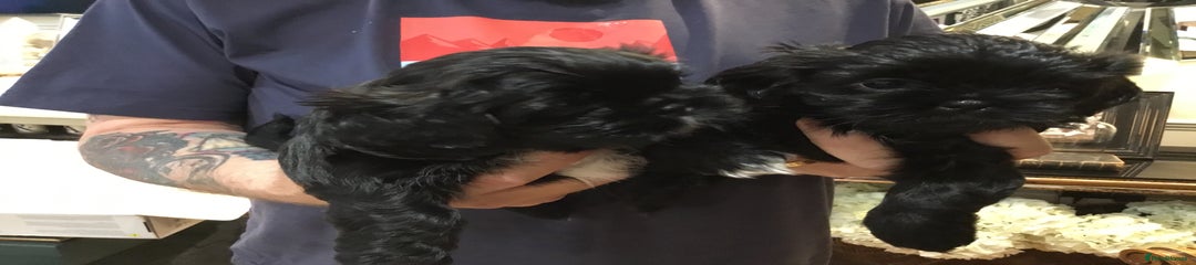 Shih Tzu Puppy 4