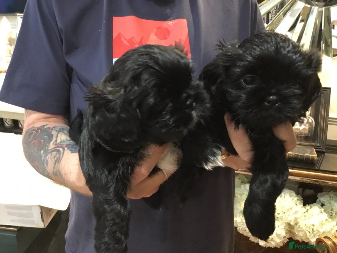 Shih Tzu dogs for sale: Tiny Imperial Shihtzu  Puppies  - Image 11