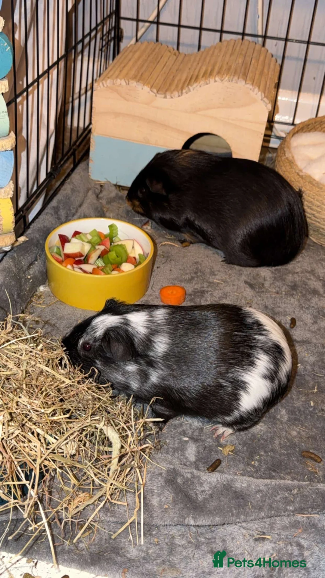Guinea Pig rodents for sale: 2 guinea pig brothers  in Hartlepool - Advert 6
