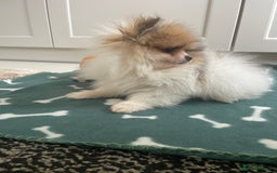 Pomeranian dogs for sale: Fluffy Pomeranian puppies - Image 3