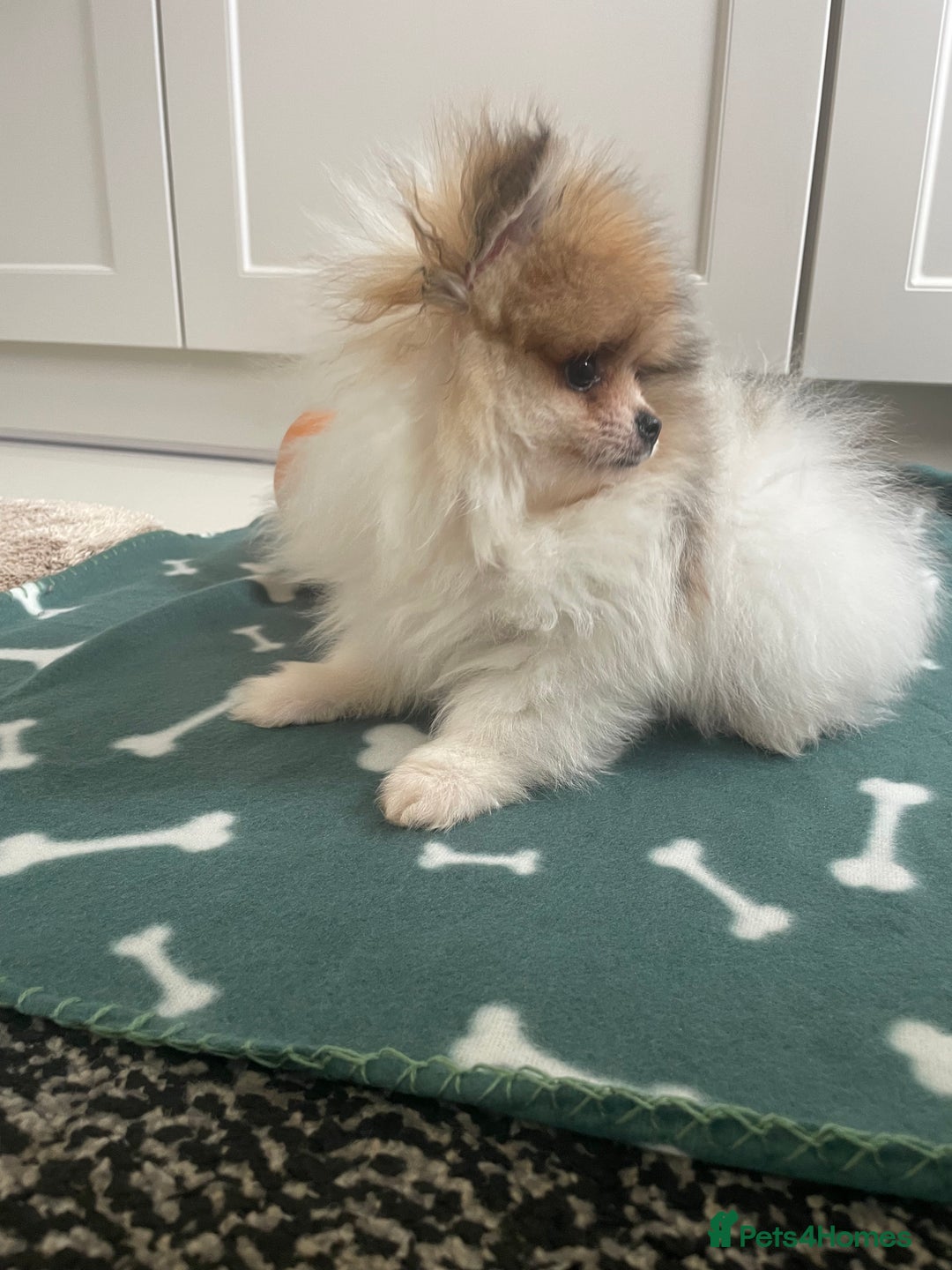 Pomeranian dogs for sale: Fluffy Pomeranian puppies - Image 3
