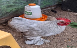 Chickens poultry for sale: Pekin Bantum Lavender Rooster - Image 8