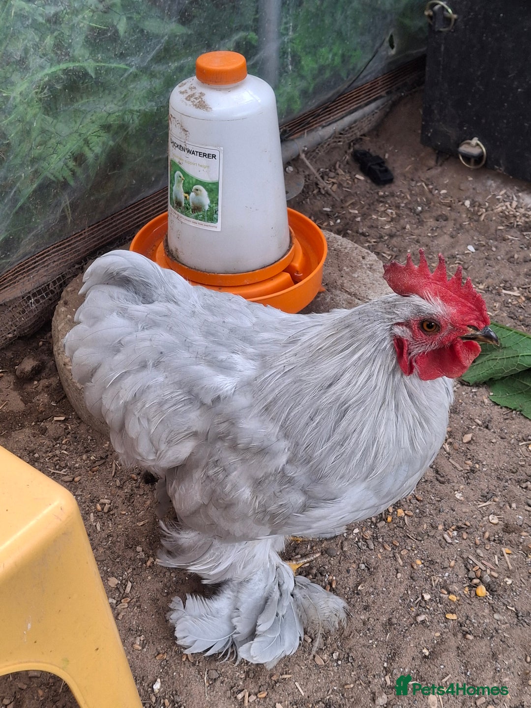 Chickens poultry for sale: Pekin Bantum Lavender Rooster - Image 8