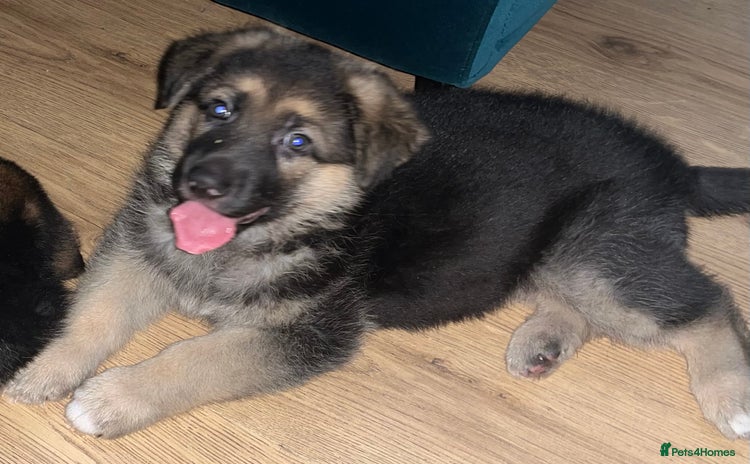 German Shepherd dogs - Advert 2