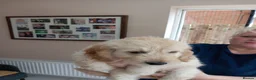 Cockapoo dogs for sale: Show class litter of 7 cockerpoo puppies - Advert 10