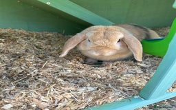 English Lop rabbits for sale: Rabbit with all of his stuff  - Image 2