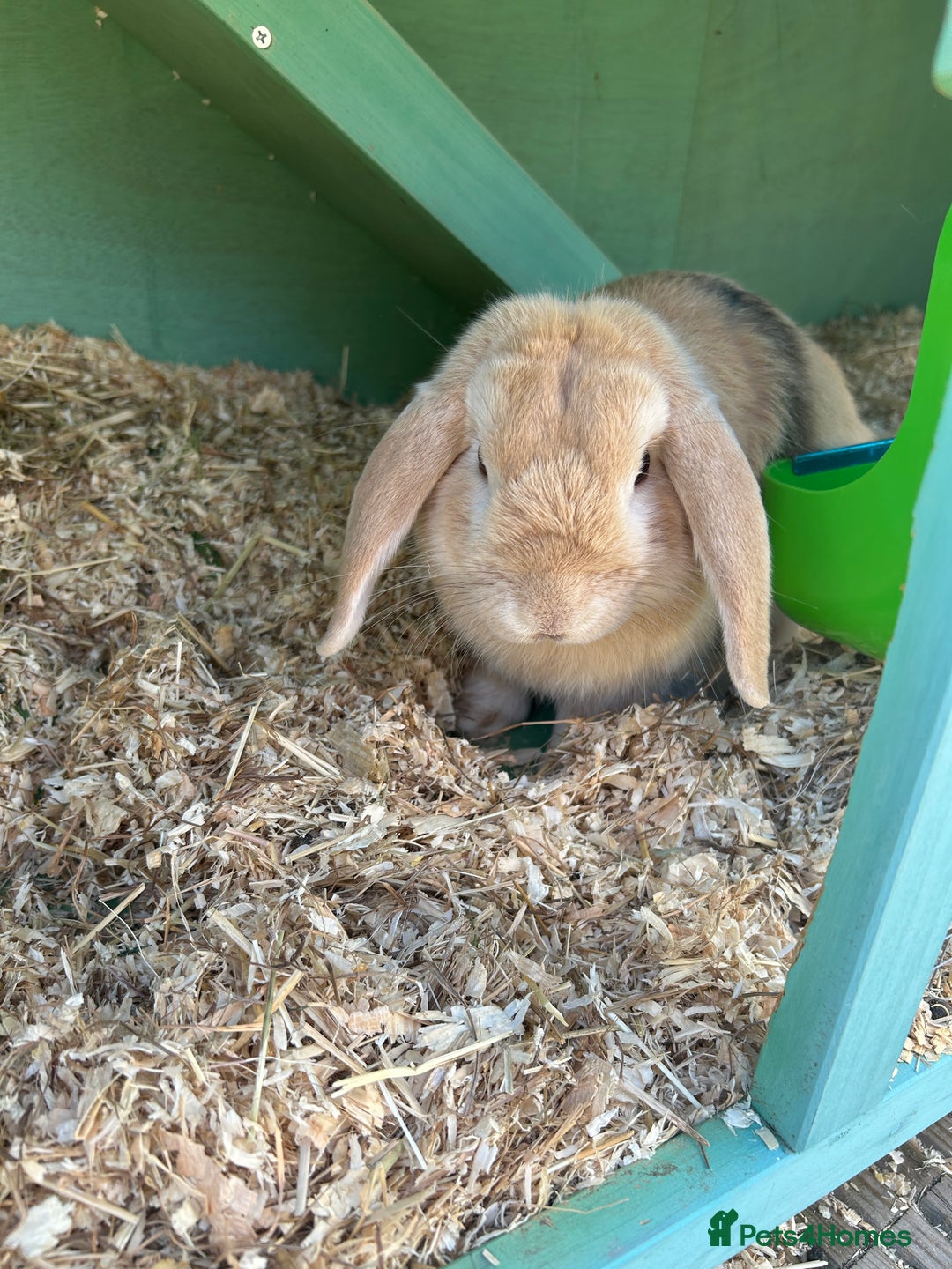 English Lop rabbits for sale: Rabbit with all of his stuff  - Image 2