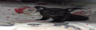 French Bulldog Puppy 4