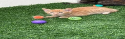 Mixed Breed cats for sale: 2 beautiful kittens looking for their forever home - Advert 6