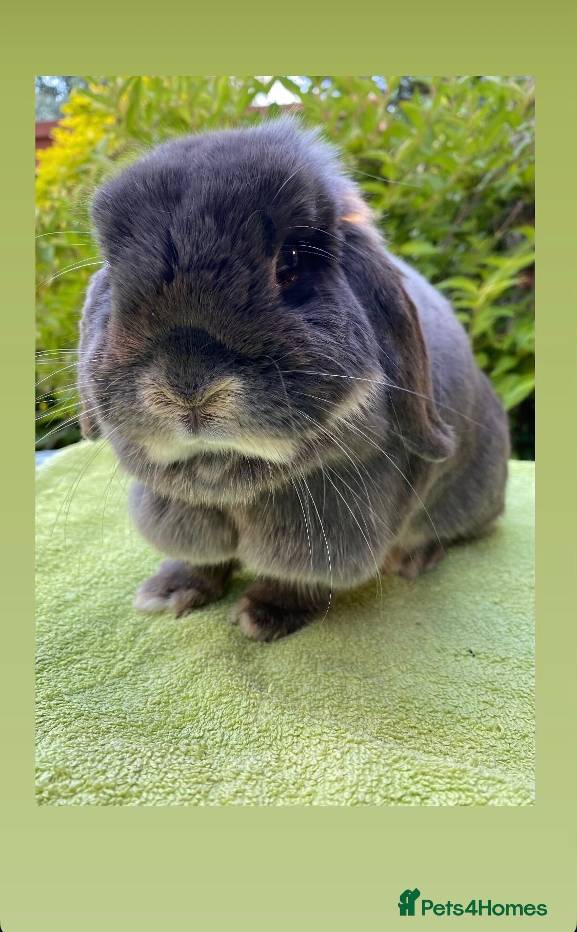 Mini Lop rabbits Friendly Blue Otter Female Mini Lop - Advert 1