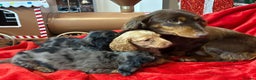 Miniature Dachshund dogs for sale: Long Haired Mini Dashound  - Advert 1