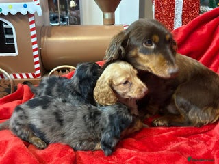 Miniature Dachshund dogs Long Haired Mini Dashound - Advert 2