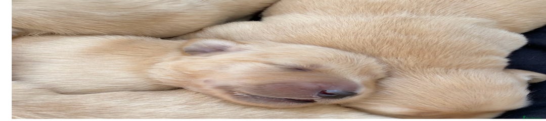 Golden Retriever Puppy 1