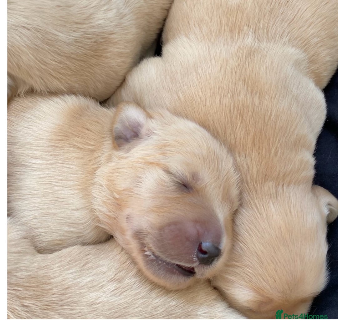 Golden Retriever dogs for sale: Beautiful litter of KC Golden Retrievers  - Image 5