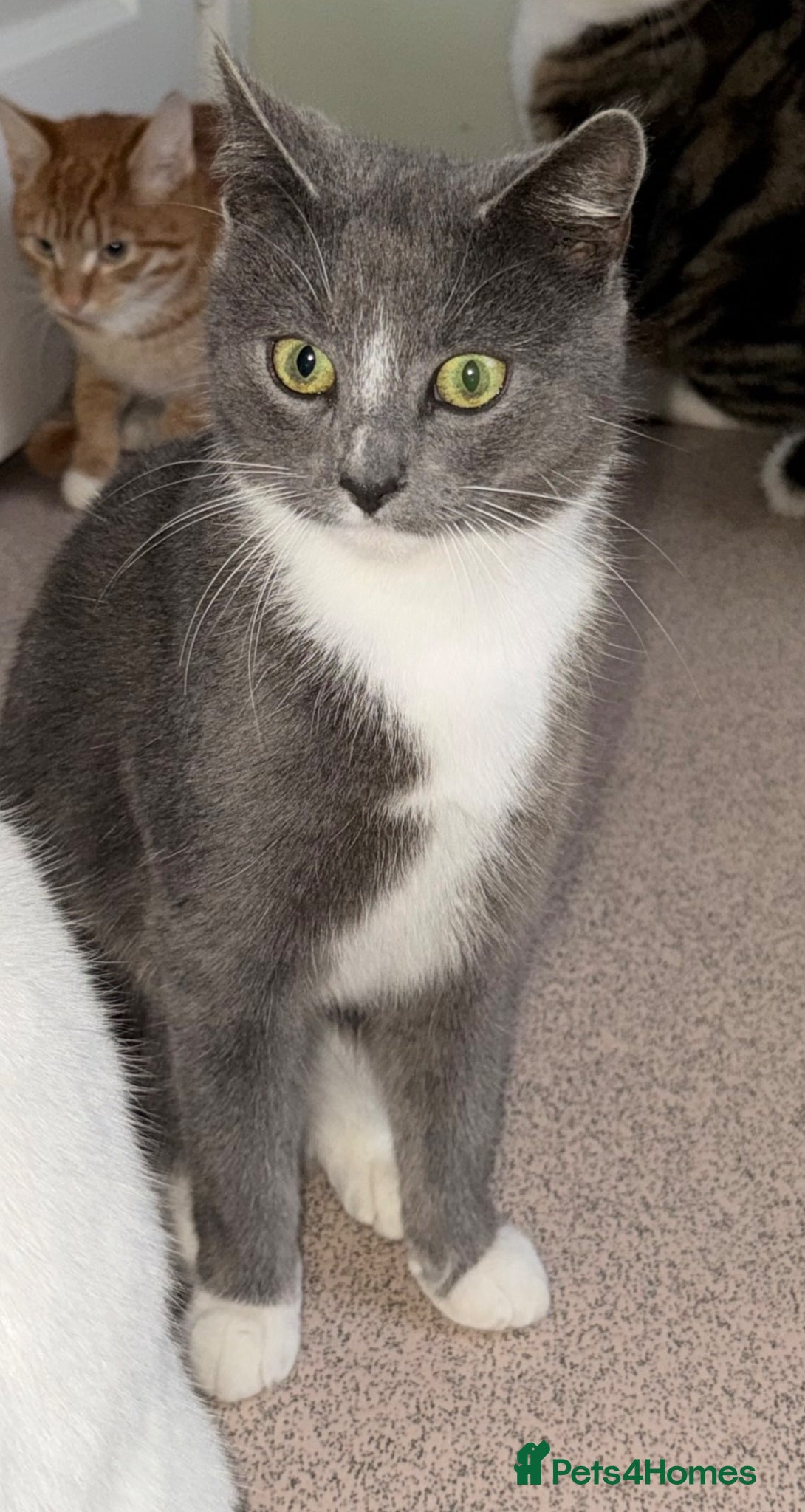 Mixed Breed cats 3 female cats, 13 months old - Advert 11