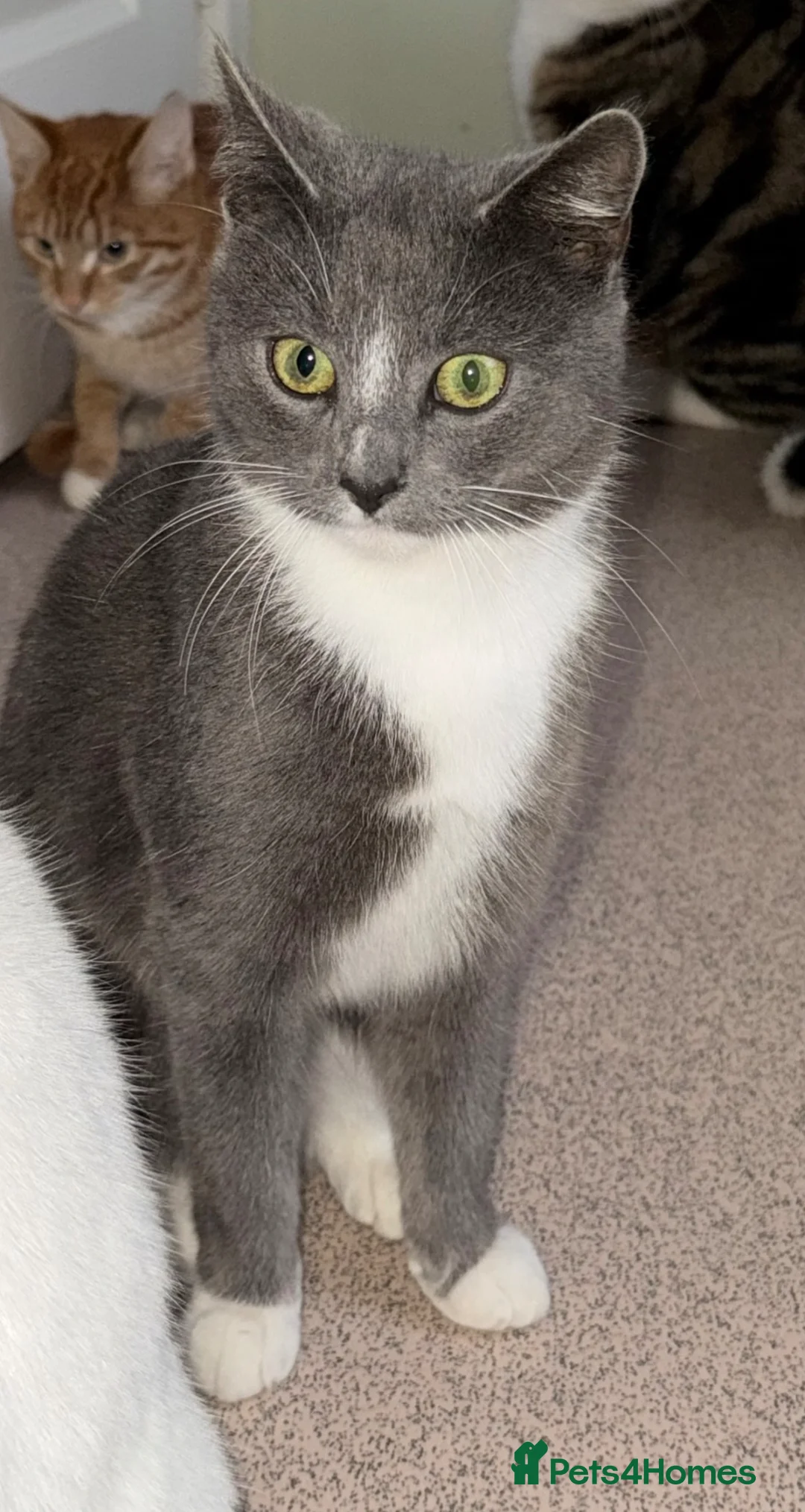 Mixed Breed cats for sale: 3 female cats, 13 months old in Mablethorpe - Advert 1