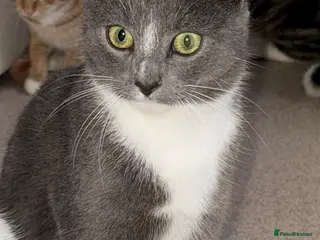 Mixed Breed cats 3 female cats, 13 months old - Advert 9