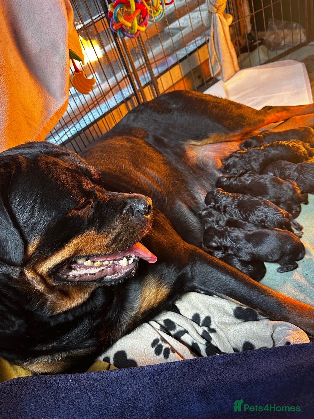 Rottweiler dogs for sale: Rottweiler puppies  - Image 10