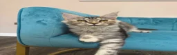 Maine Coon cats for sale: TICA Pedigree Registered Maine Coon Kittens - Advert 5