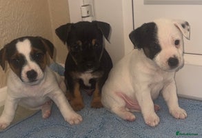 Jack Russell dogs Minituare short haired jack Russell’s ready now - Advert 3