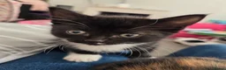 Mixed Breed cats for sale: Black and white kitten left - Advert 3