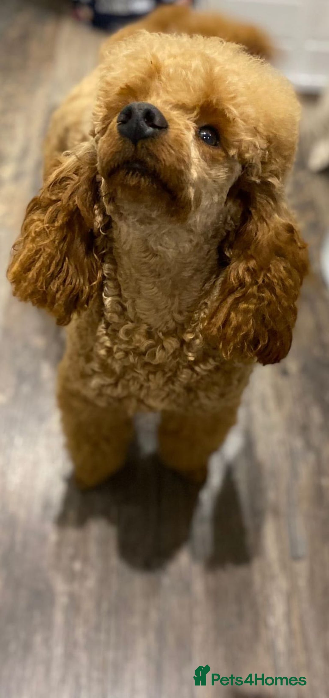 Labradoodle dogs for sale: Beautiful F1 Labradoodles - Advert 27