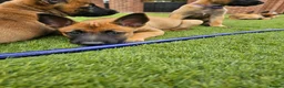 Belgian Shepherd Dog dogs for sale: 2 Belgian Malinois female pups - Advert 8
