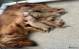 Miniature Dachshund dogs for sale: PRA clear miniature long haired dachshund puppies - Image 4