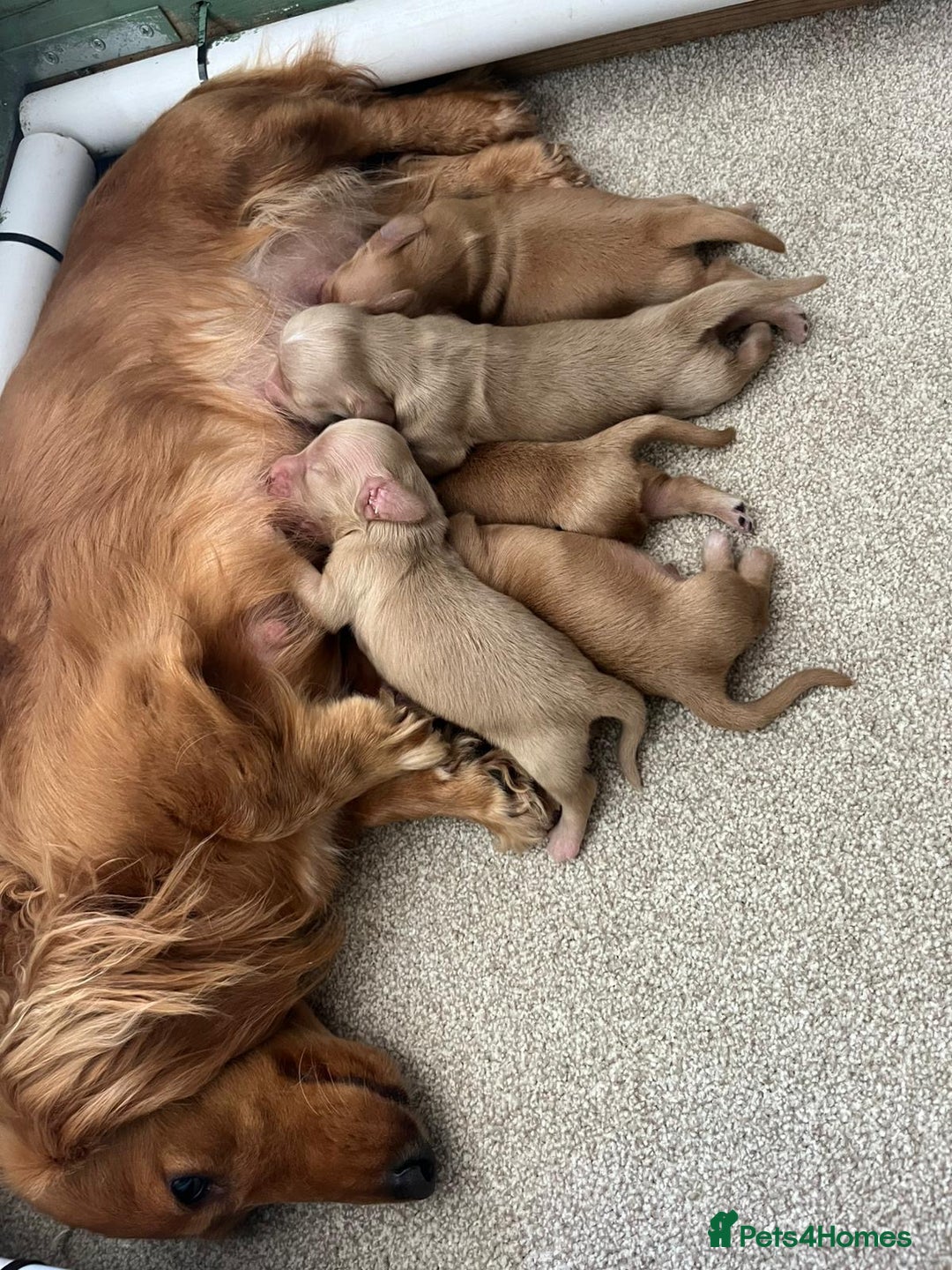 Miniature Dachshund dogs for sale: PRA clear miniature long haired dachshund puppies - Image 4